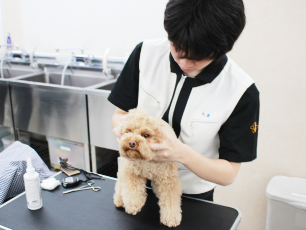 ２年生、お客様犬のトリミング！